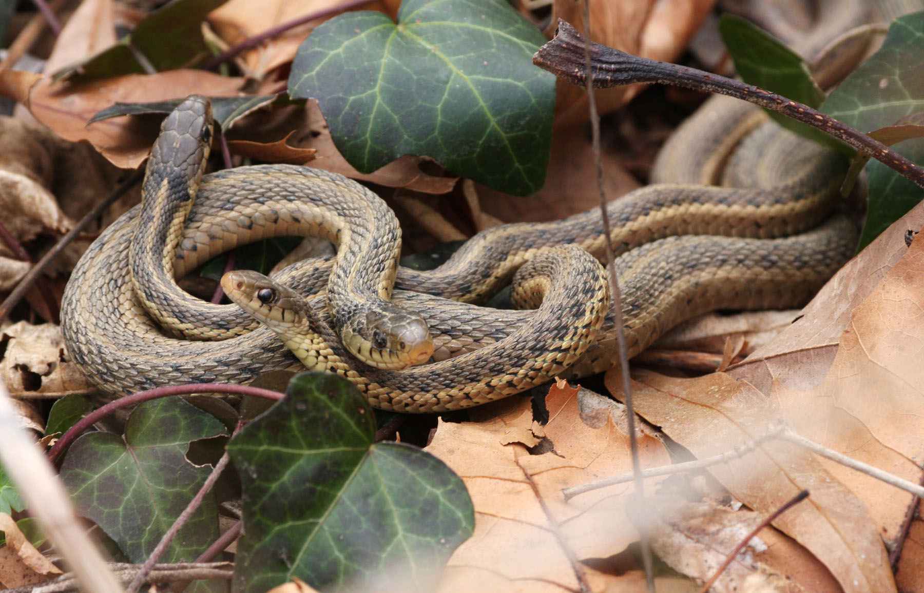 Want to Repel Snakes Naturally? YardYum Garden Plot Rentals